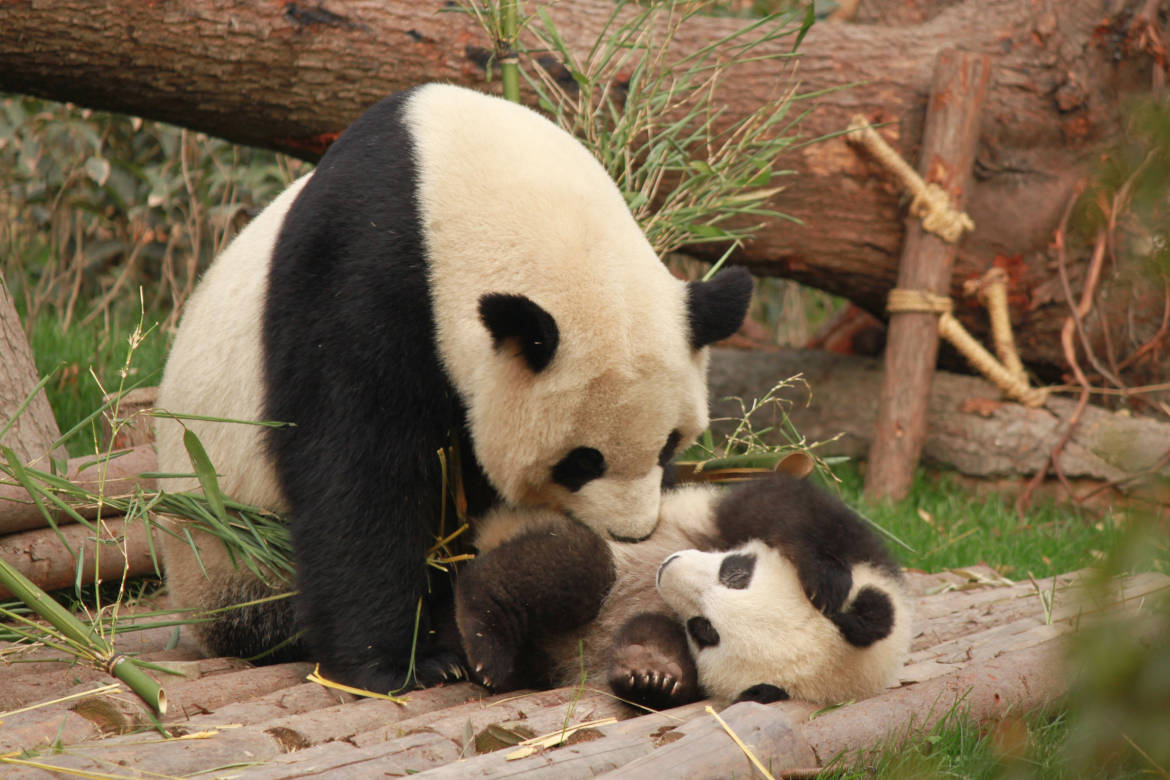 El oso panda ya no es una especie en peligro